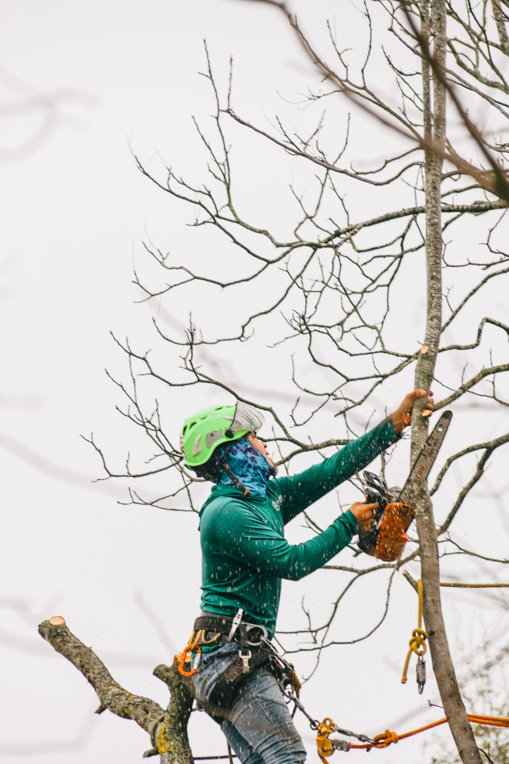Tree service crew pruning branches in Austin TX residential yard