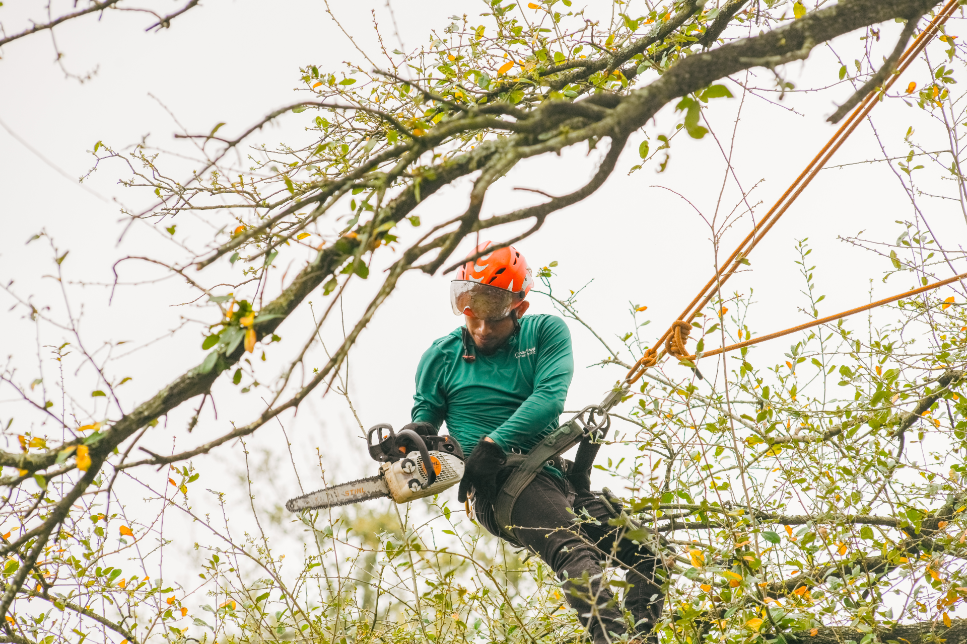 Tree service photo
