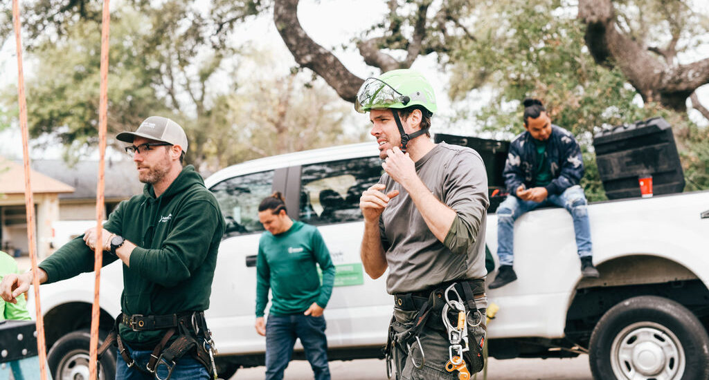 Tree service photo