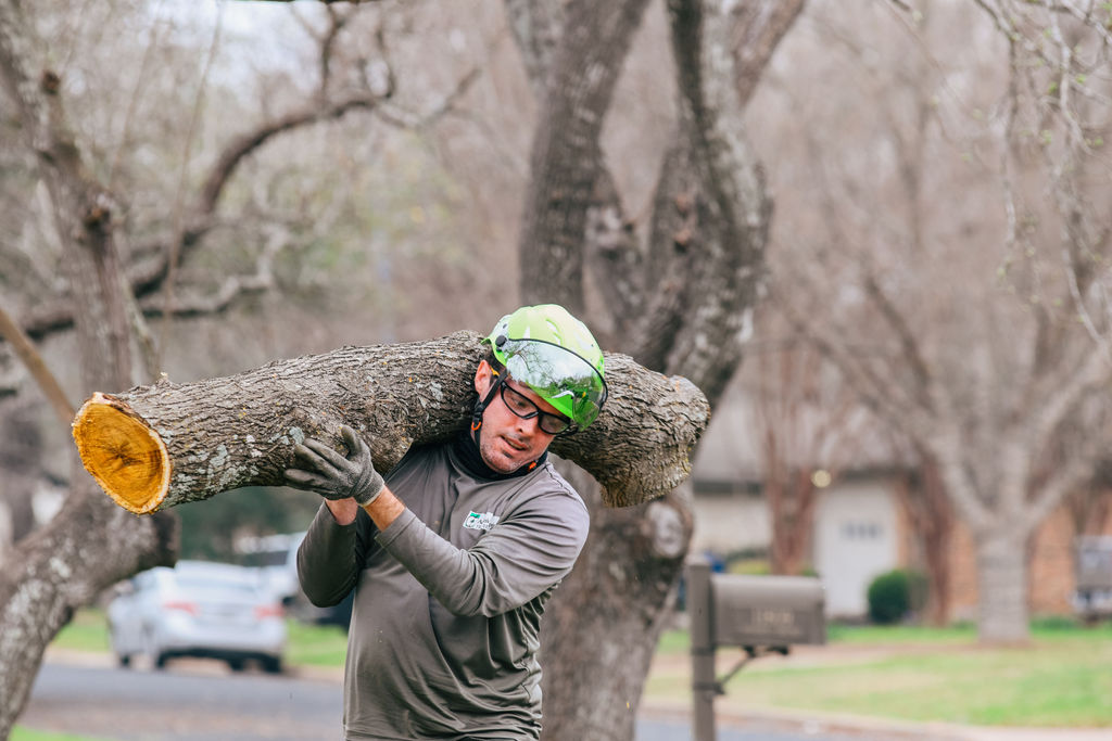 Adam's Apple Tree Service crew member with removed log section in Austin TX