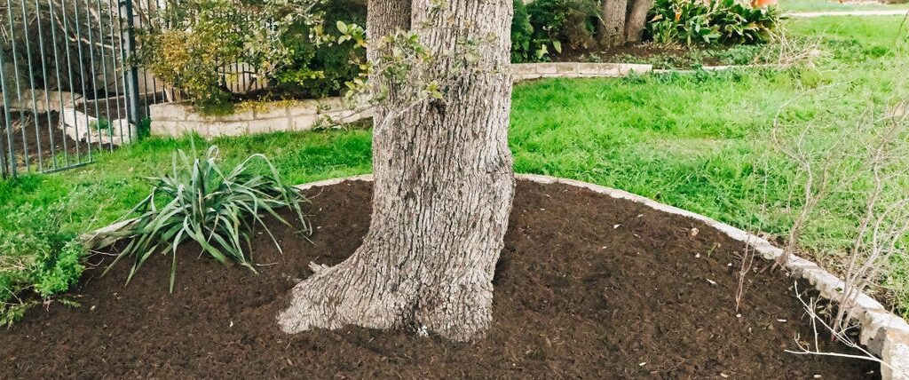 Large mature live oak tree with mulched base in Austin TX