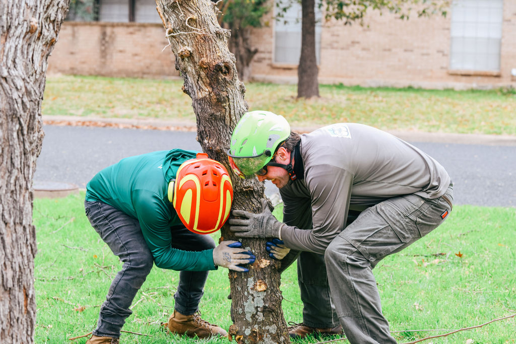 Adam's Apple Tree Service crew working at tree base with tools in Austin TX