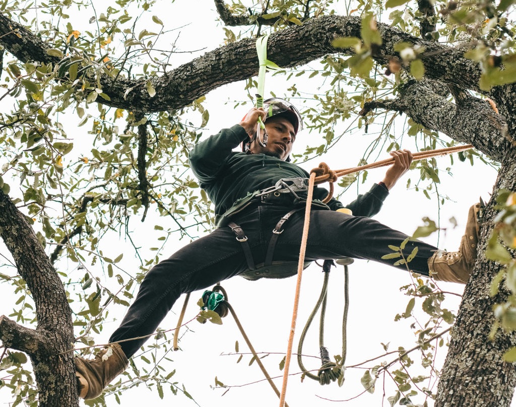 Adam's Apple Tree Service arborist climbing tree on ropes in Austin TX