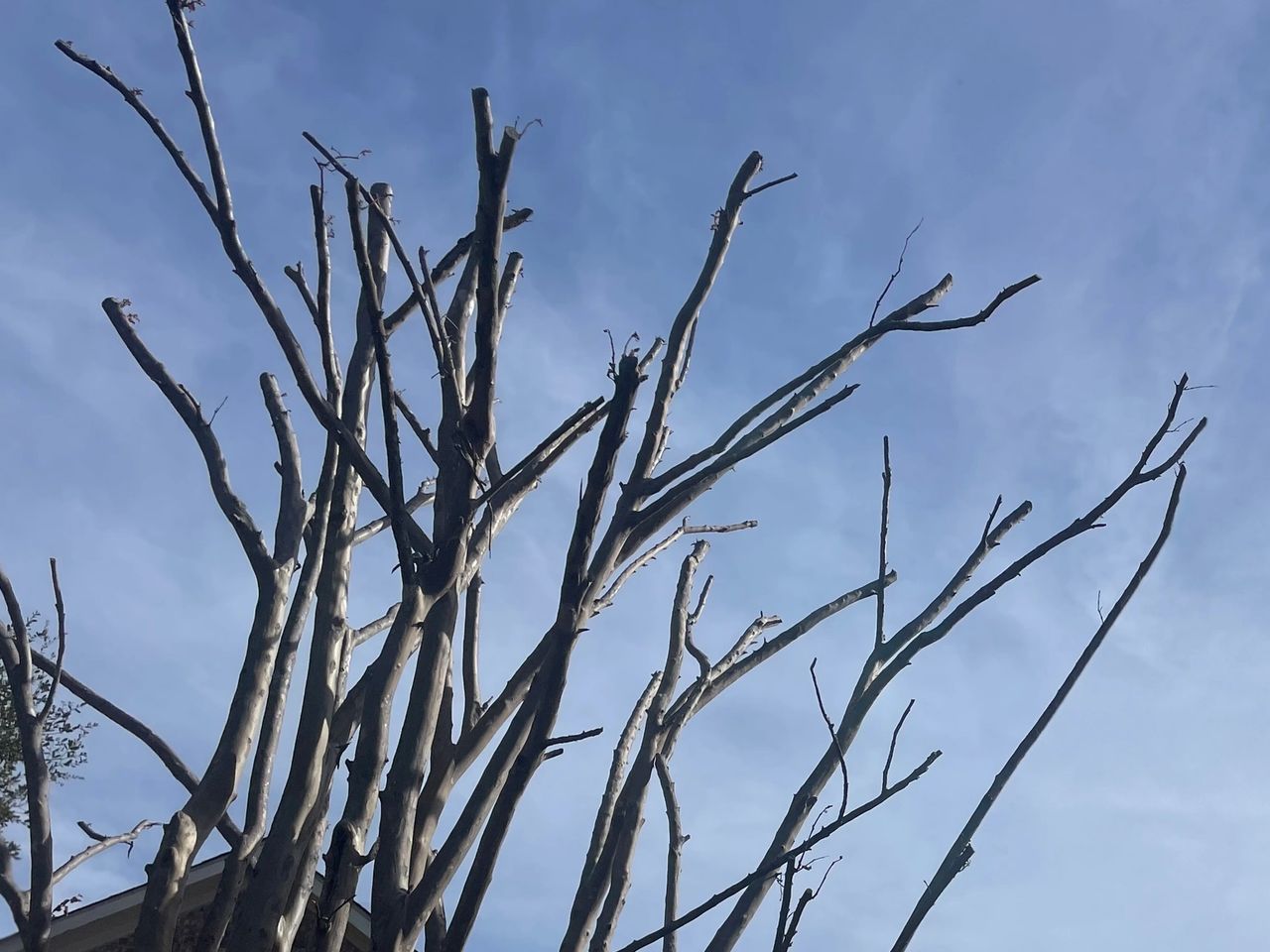 A Crape Myrtle Care Guide from the Experts
