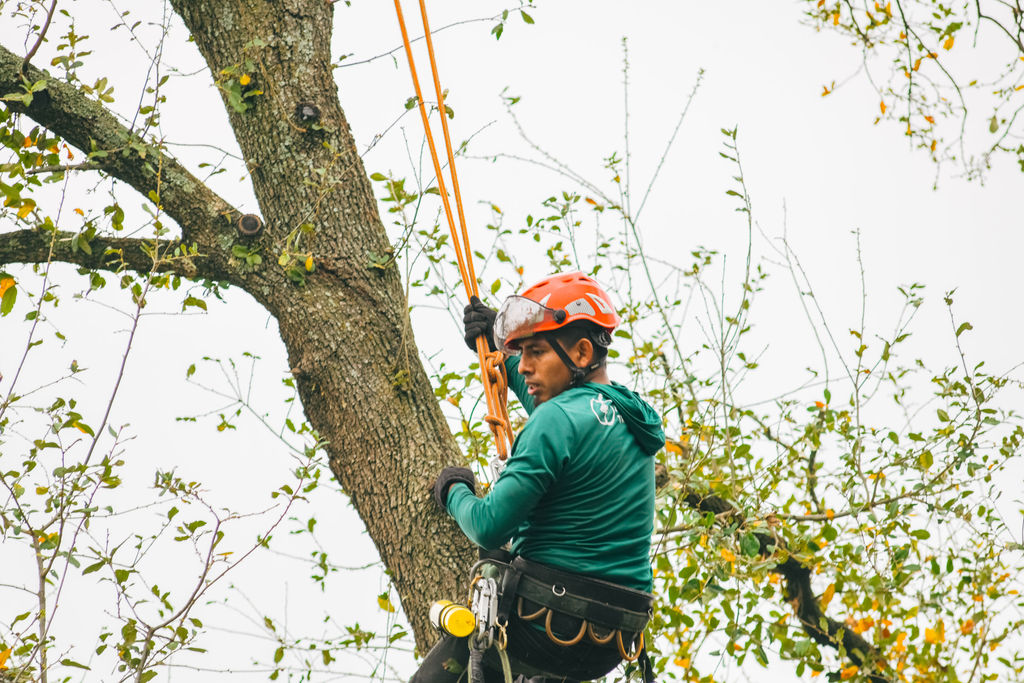 Arborist working in tree canopy with safety helmet in Austin TX