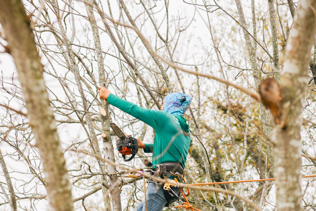 Tree service photo