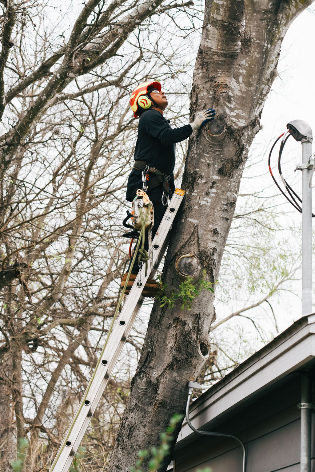 Tree service photo