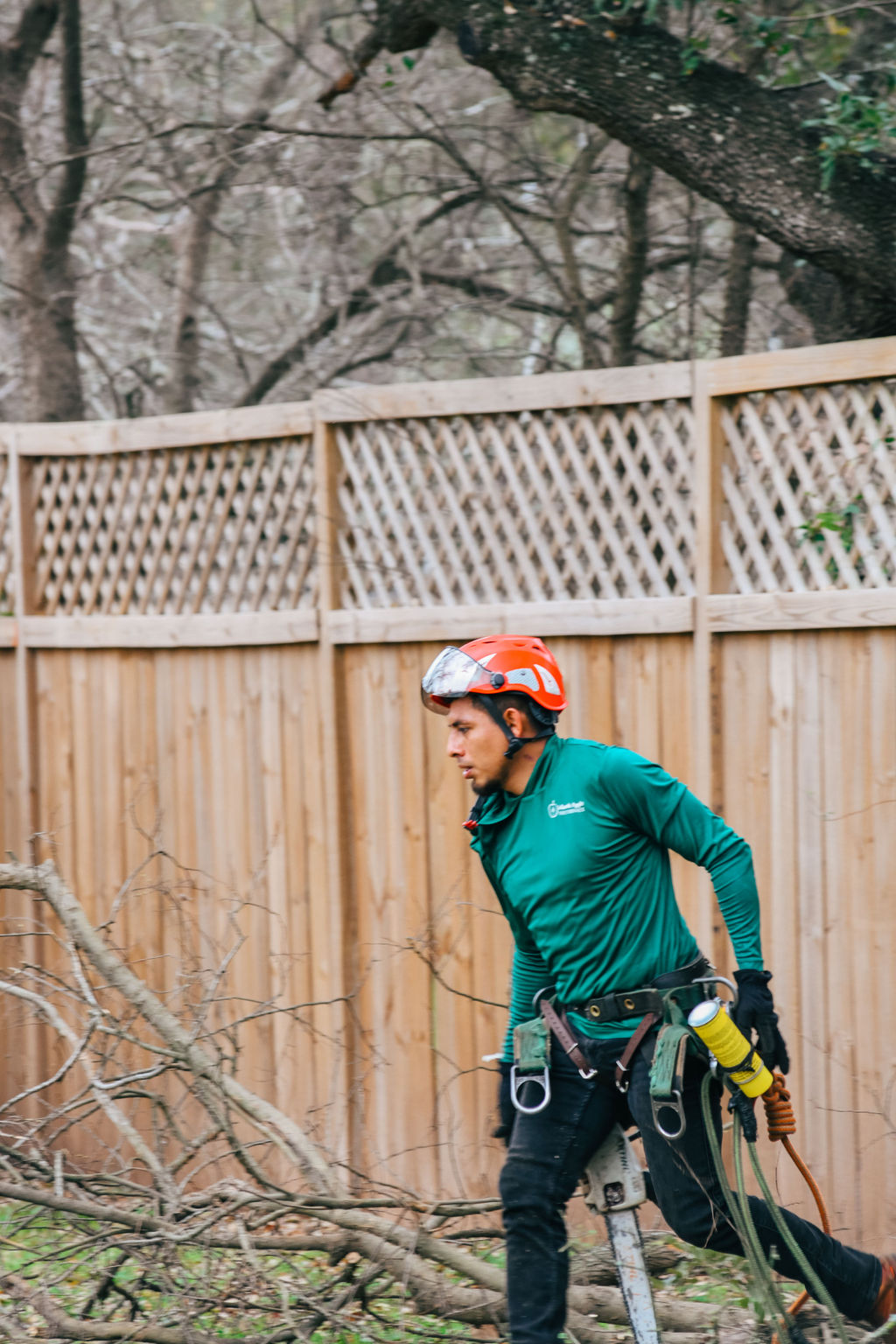 Tree service photo