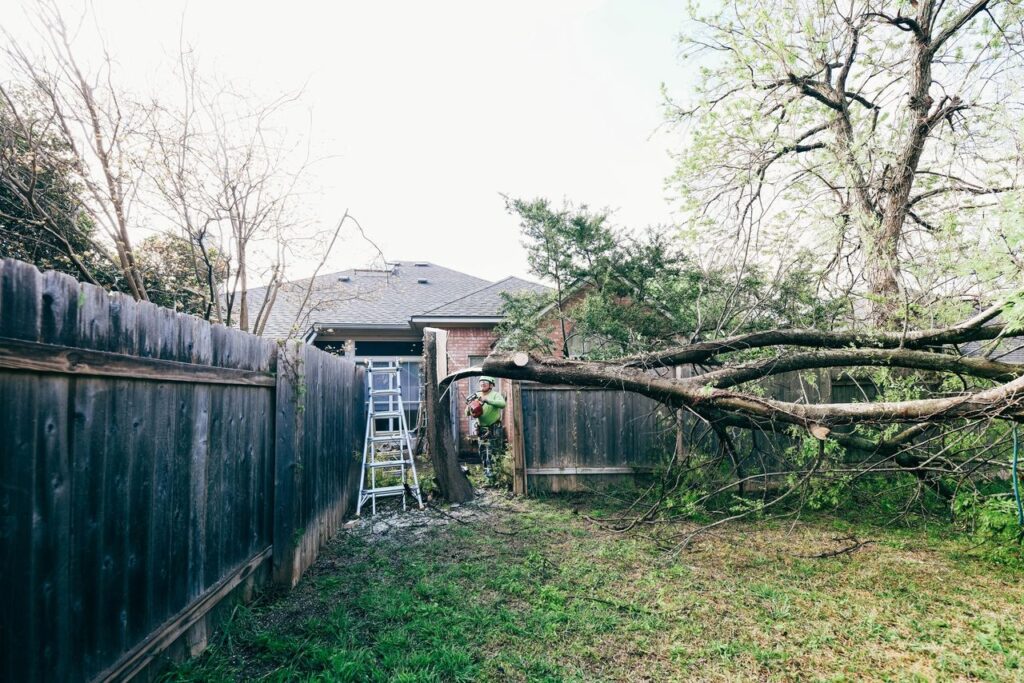 Austin Tree Removal Your Complete Guide