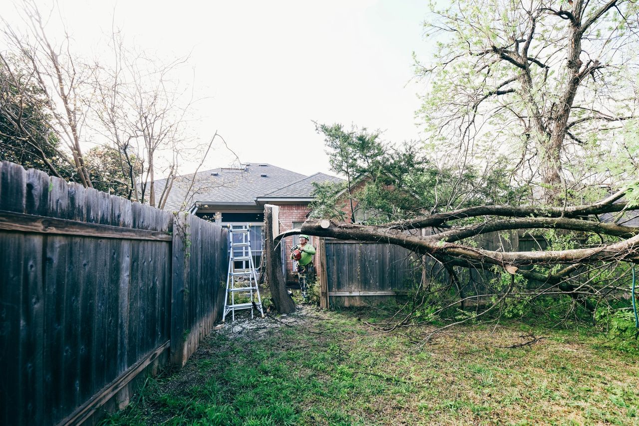 Austin Tree Removal Your Complete Guide