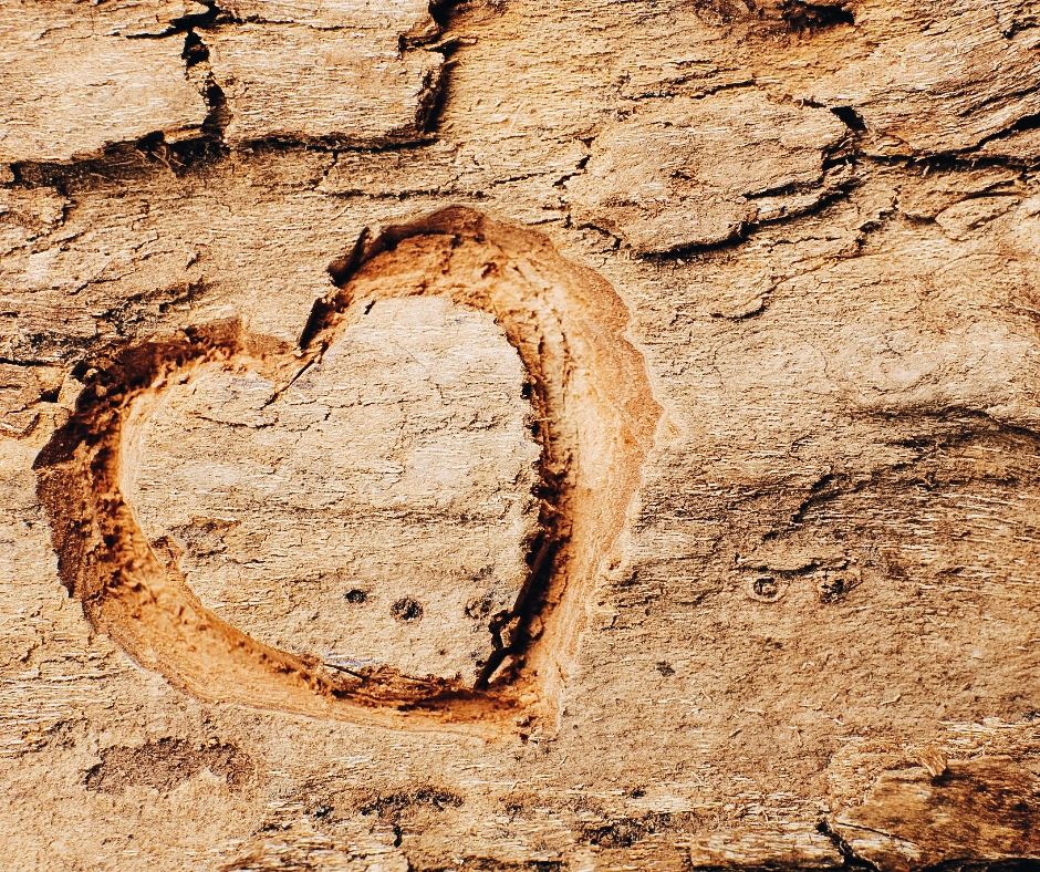Can Tree Bark Grow Back_