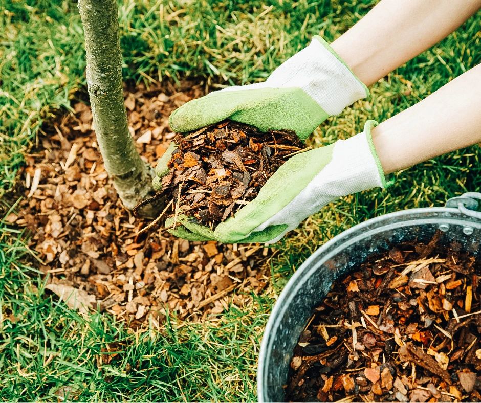 DIY Fall Tree Planting Guide for Central Texas