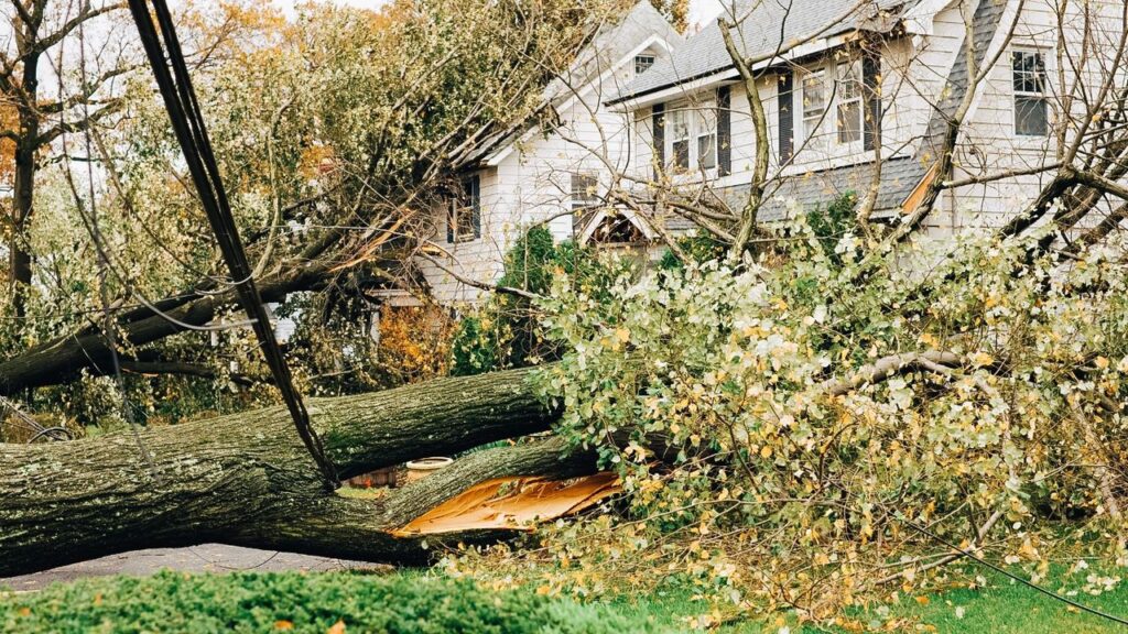 Emergency Tree Services_ Your Central Texas Safety Net After the Storm