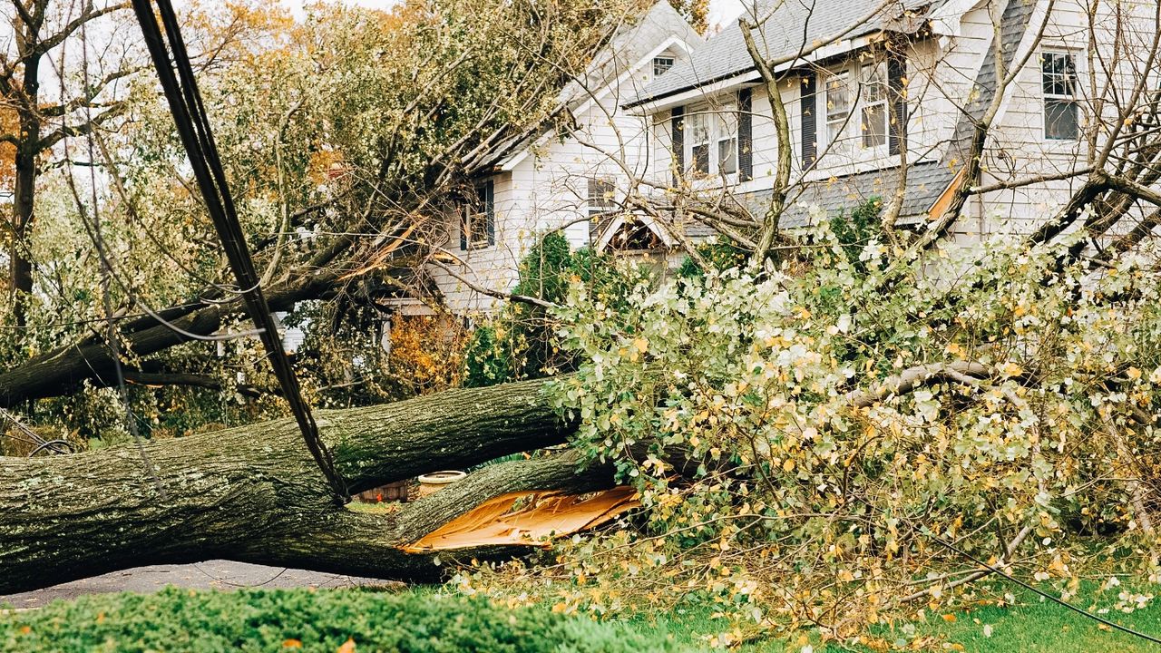 Emergency Tree Services_ Your Central Texas Safety Net After the Storm