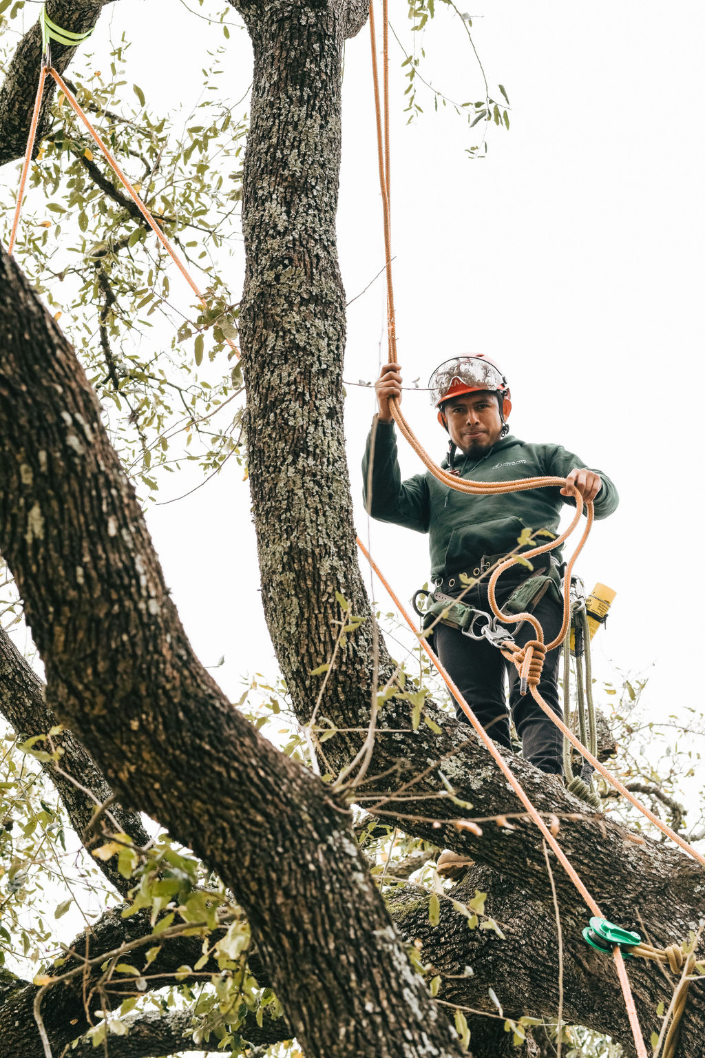 Tree service photo