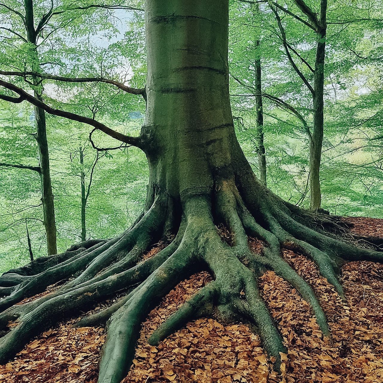 How Do Trees Grow?