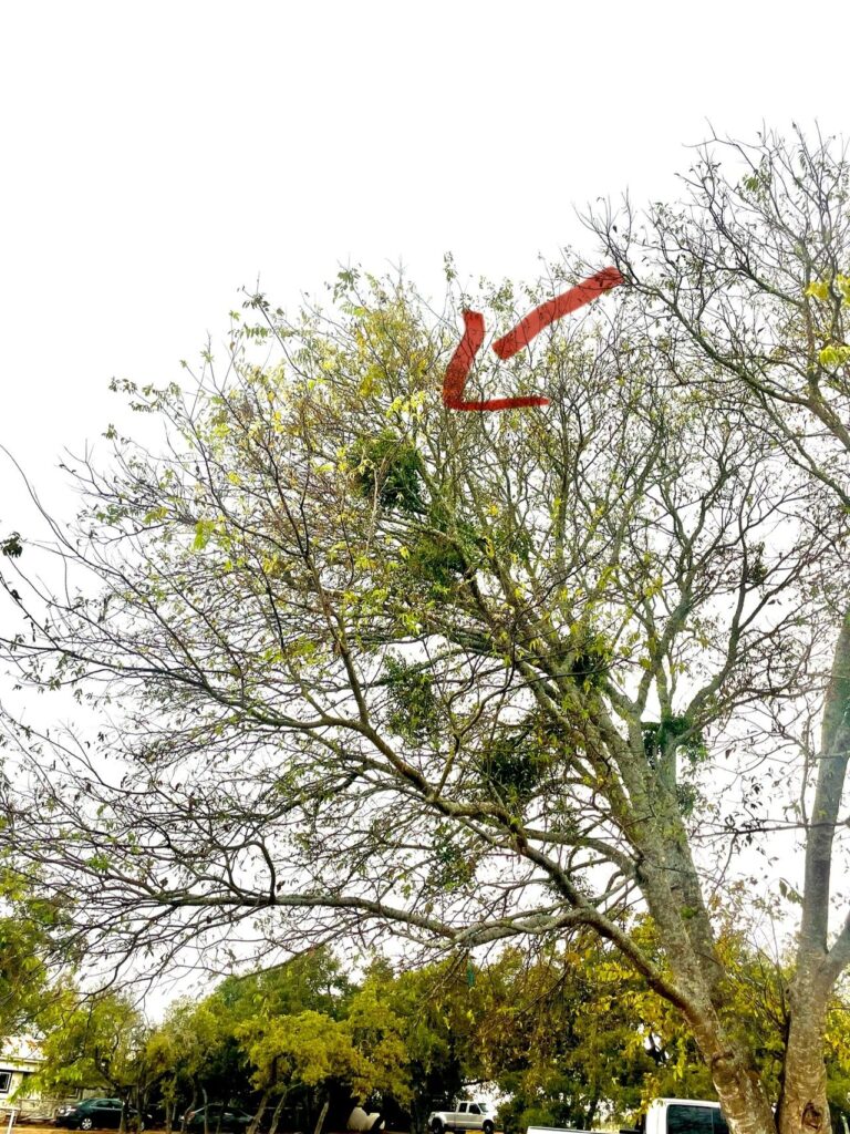 How to Spot Mistletoe and Protect Your Trees