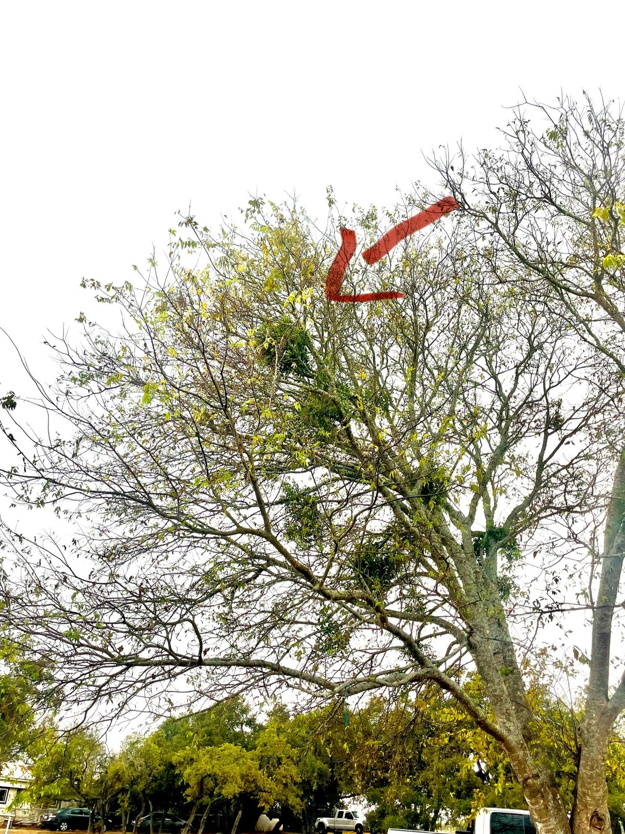 How to Spot Mistletoe and Protect Your Trees