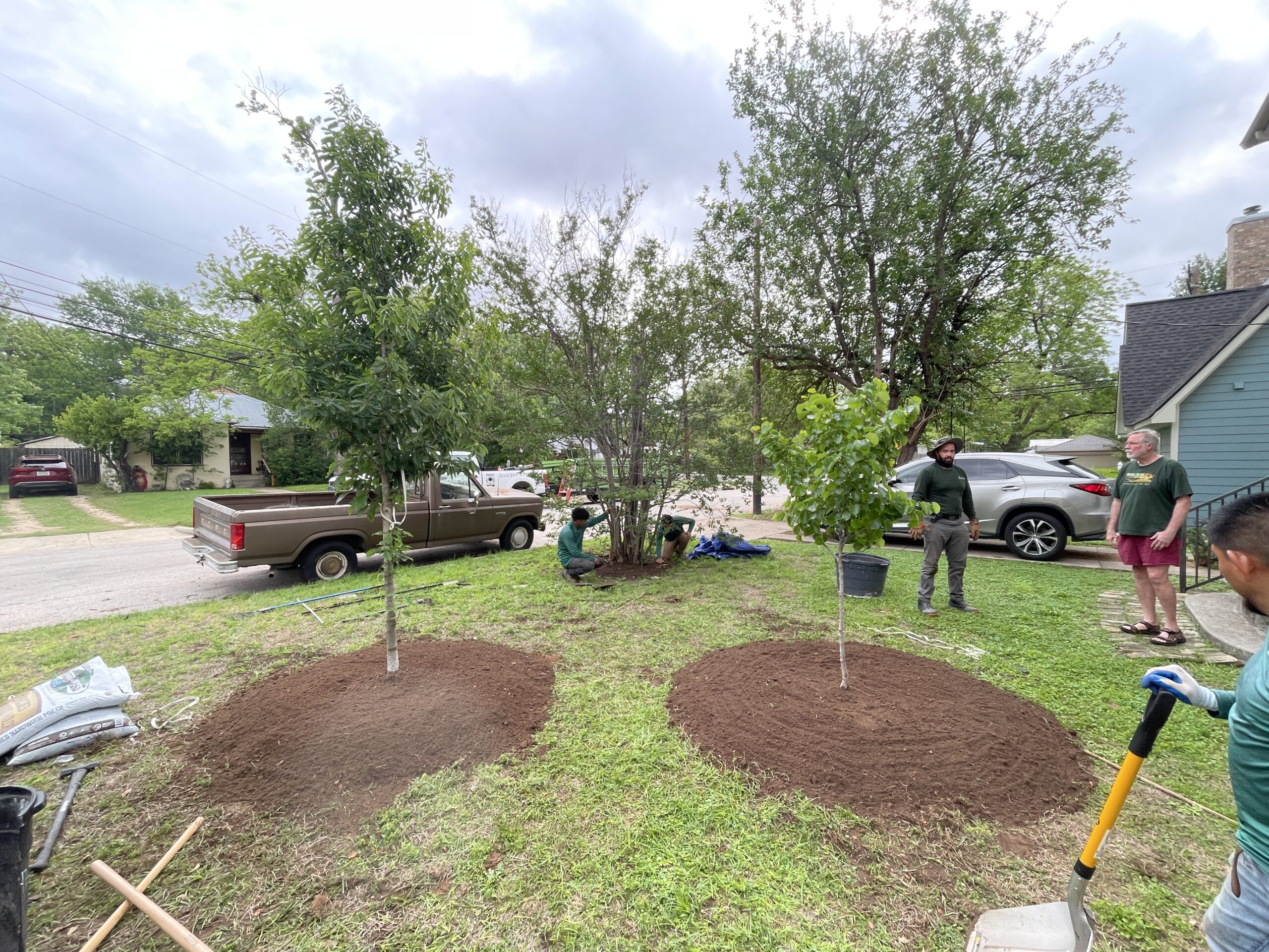 Tree planting service in Austin, TX