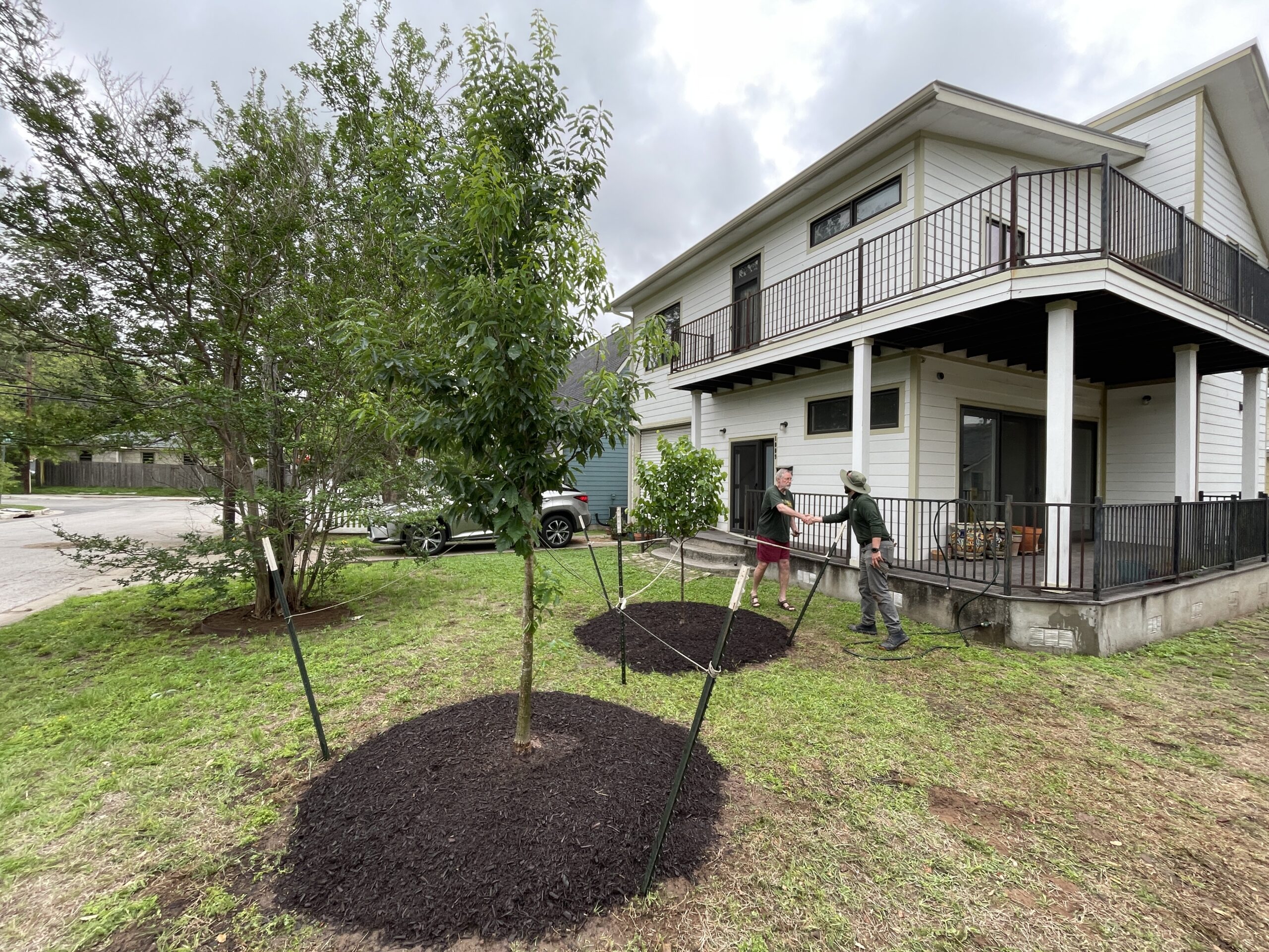 Tree planting service in Austin TX residential front yard
