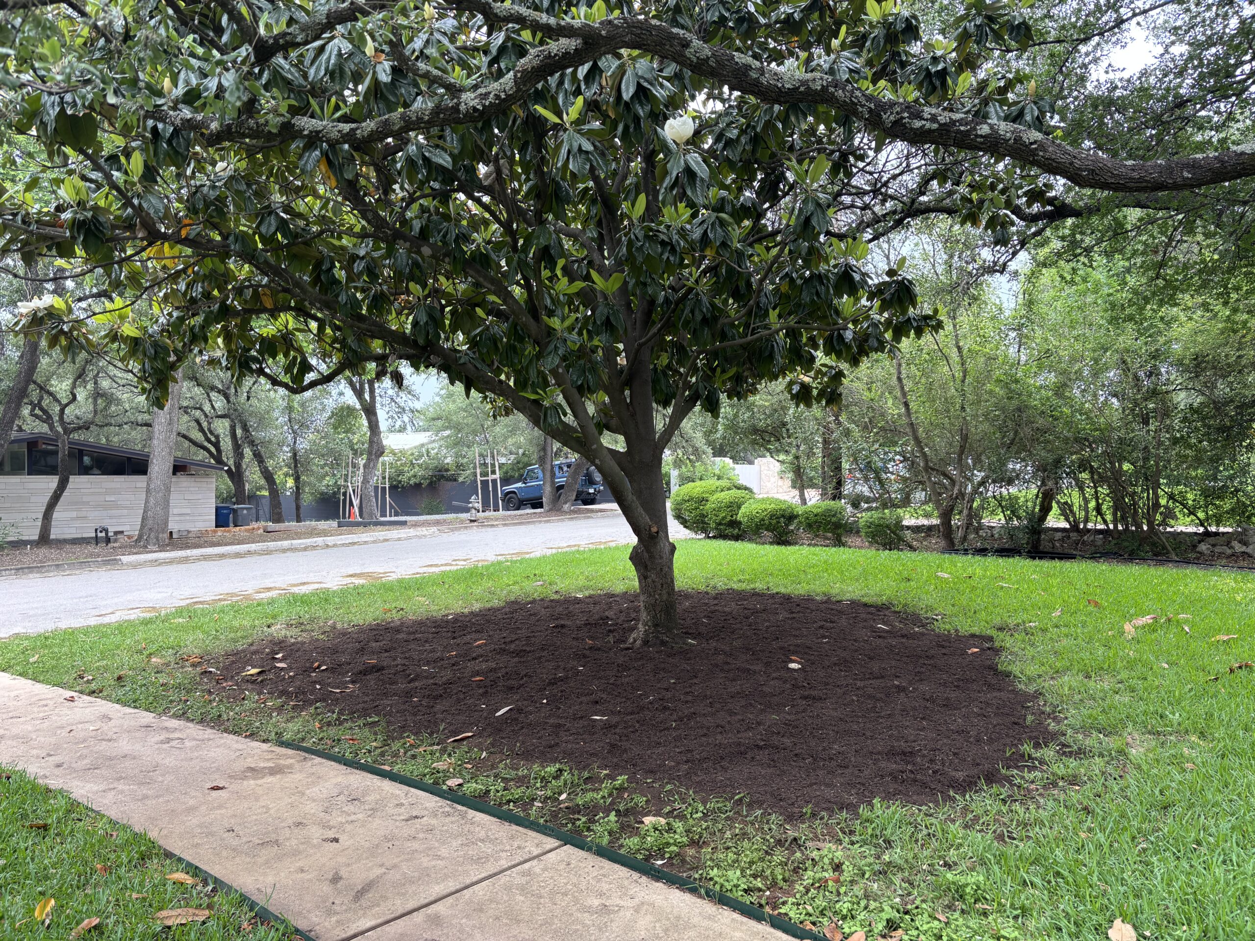 Freshly mulched tree planting in Austin TX yard