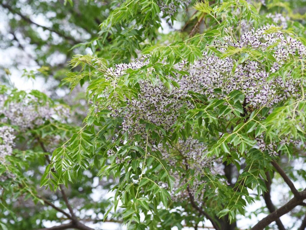 nvasive-Species-in-Central-Texas
