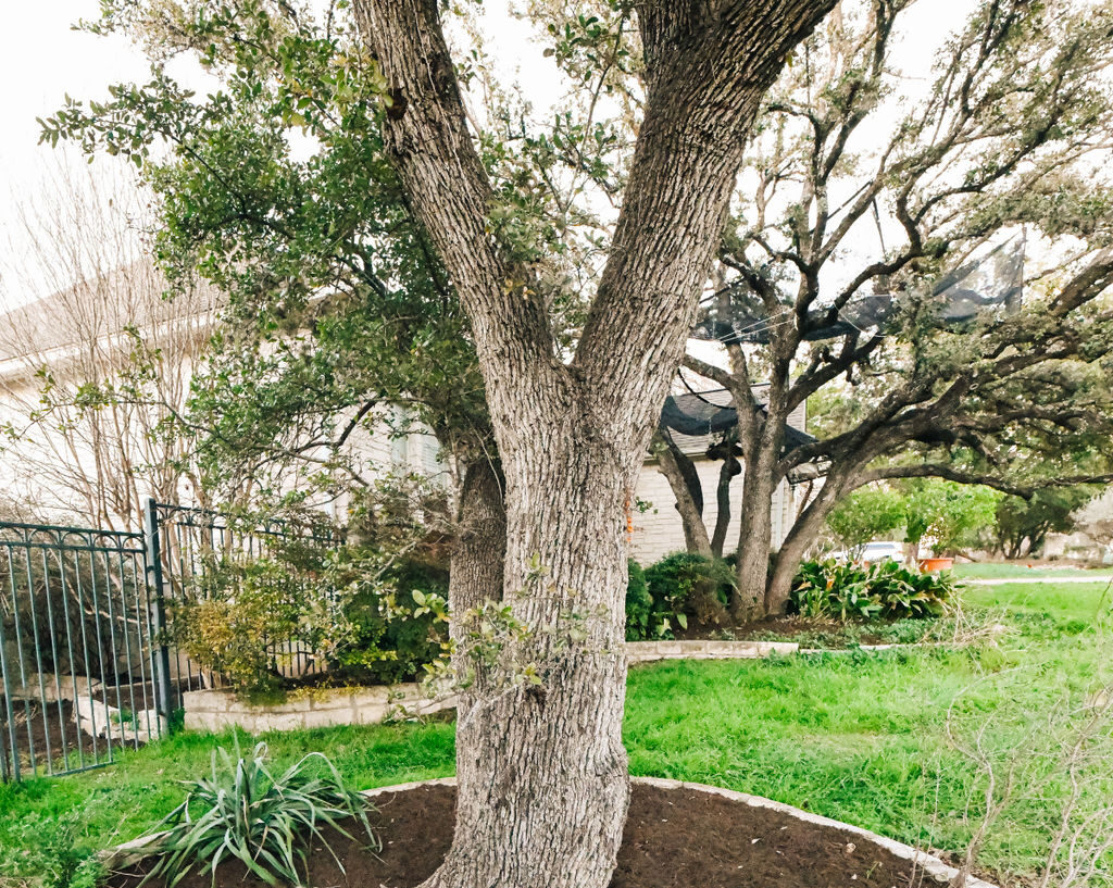 Tree service photo
