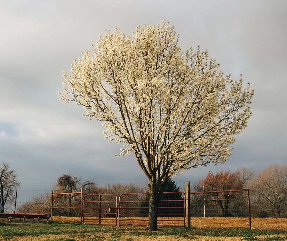 Silent Signals of Tree Distress_ What to Look for in your Yard