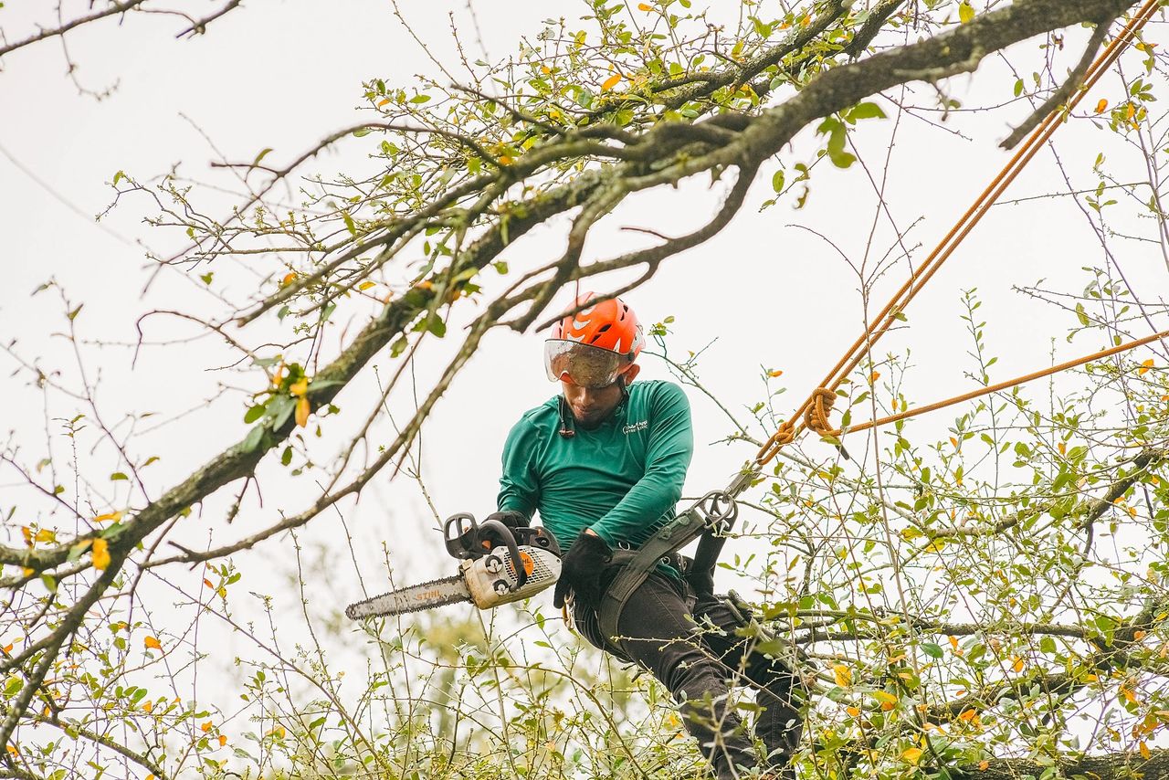 The 4 Ds of Tree Pruning