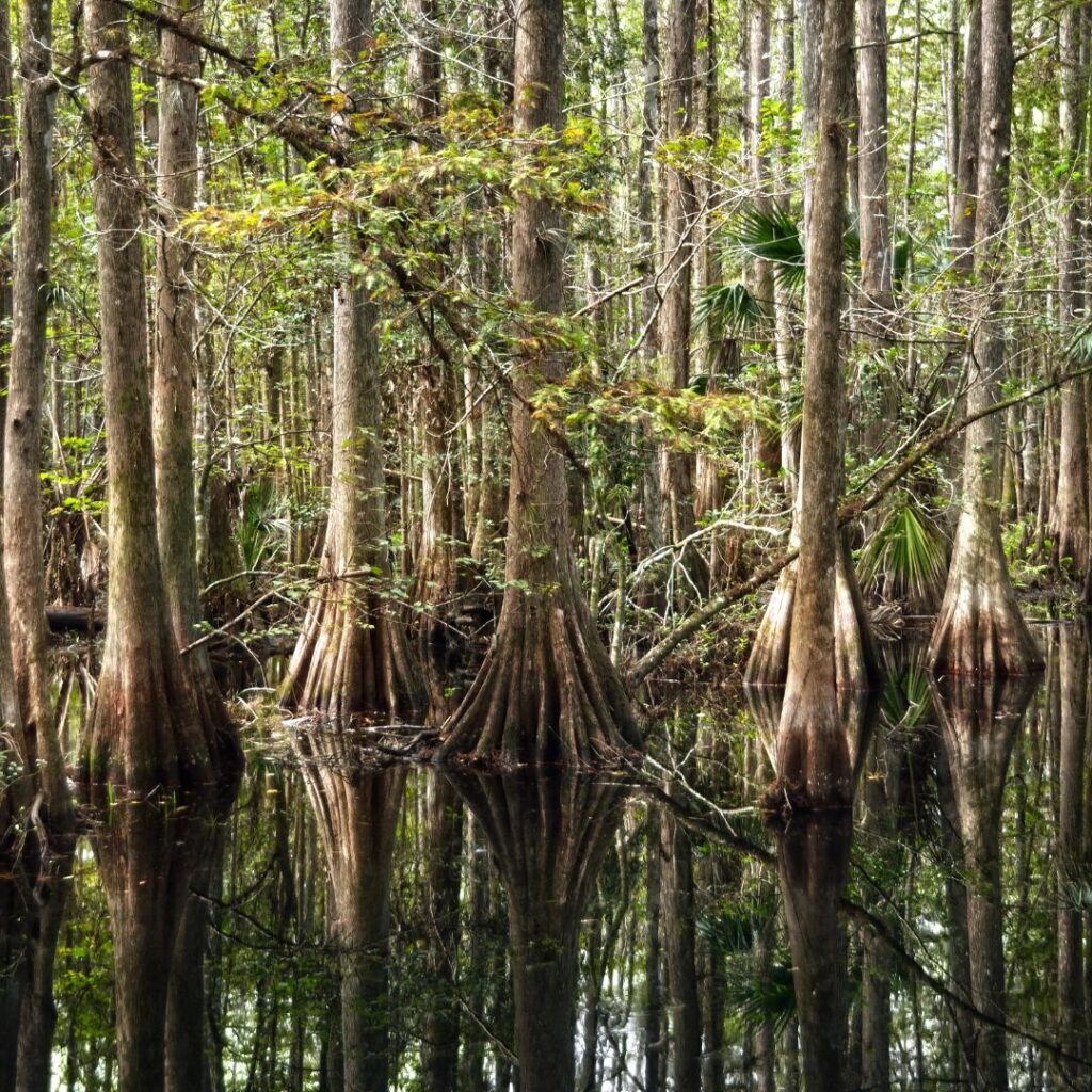 The Bald Cypress-A Deep Dive into a Central Texas Icon