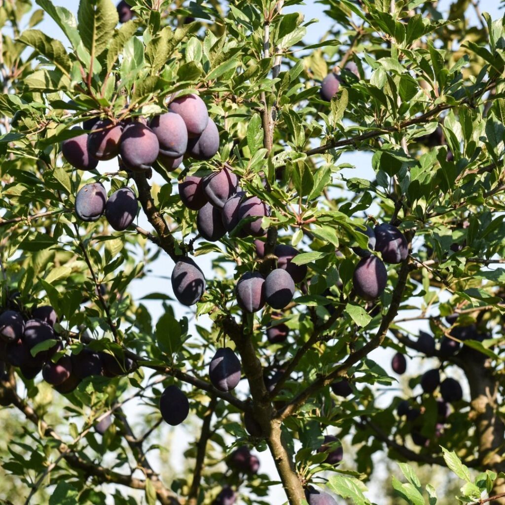 The Mexican Plum - A Sweet Taste of Texas