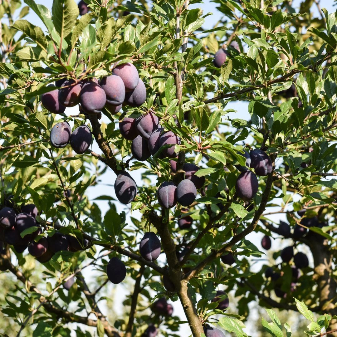 The Mexican Plum - A Sweet Taste of Texas