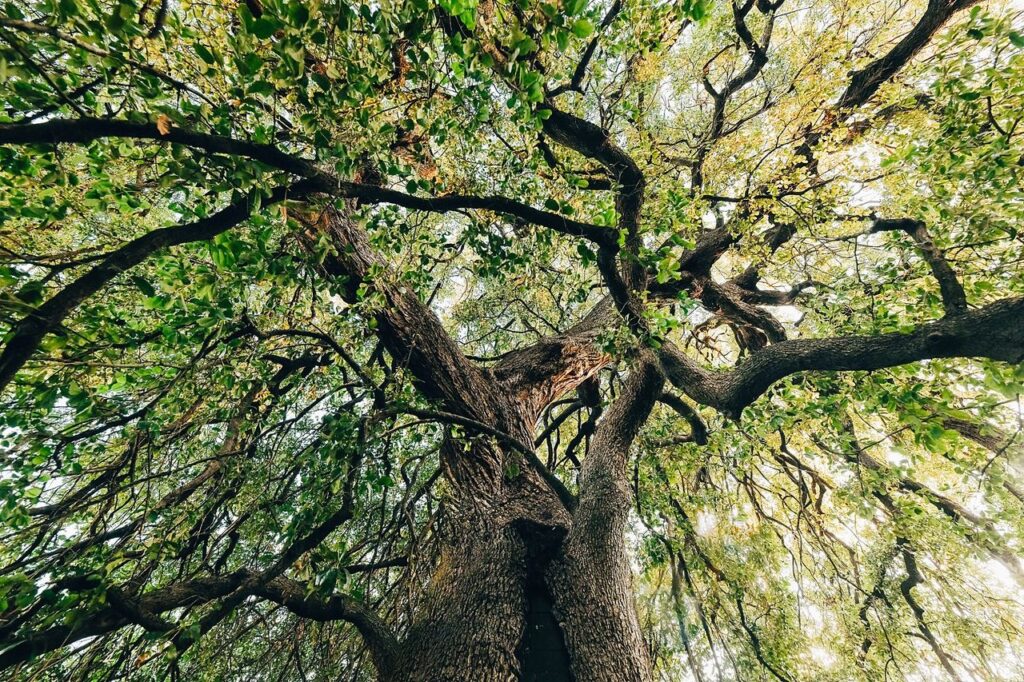 The Mighty Live Oak