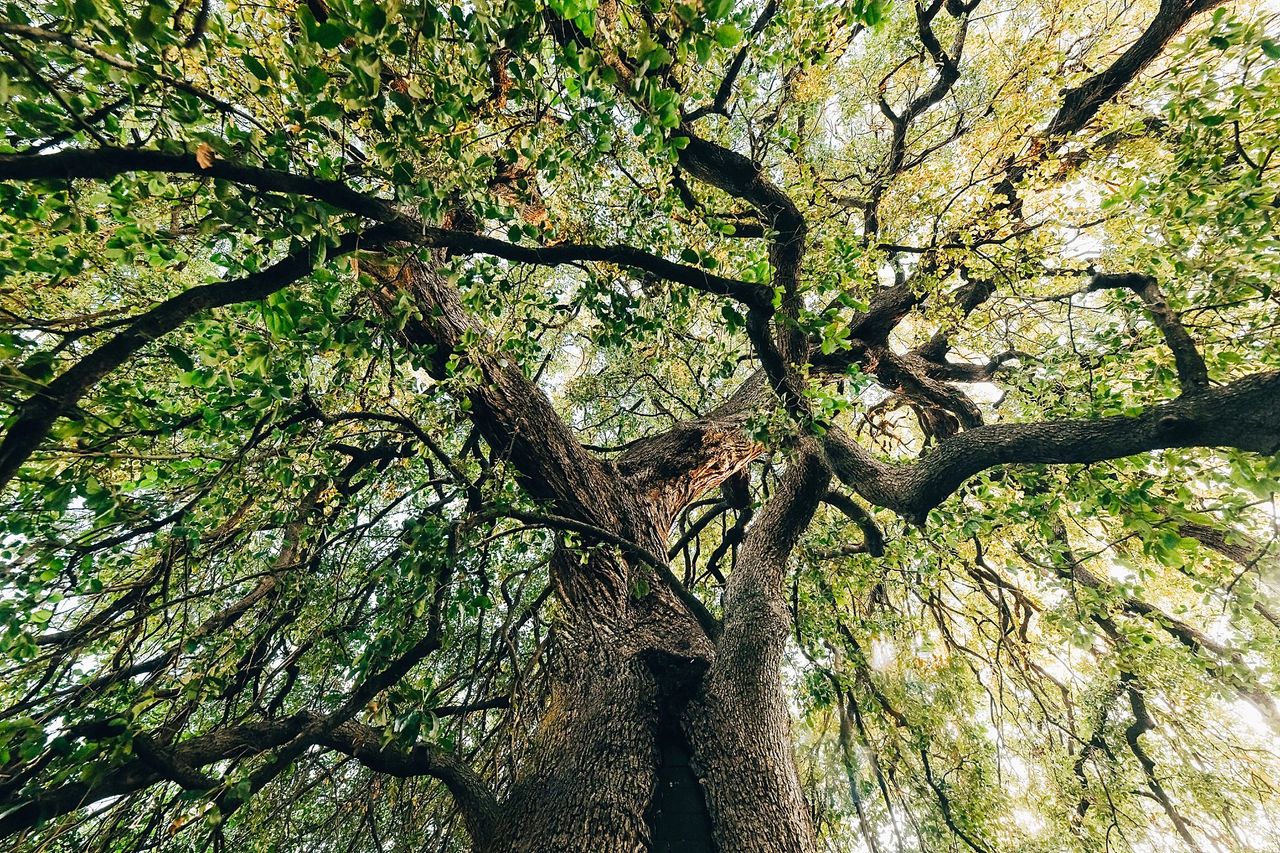 The Mighty Live Oak