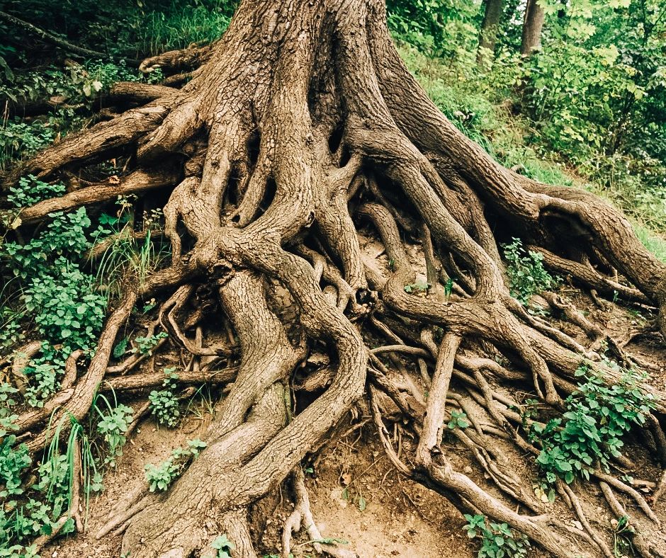 Understanding Exposed Tree Roots_ Causes and Solutions