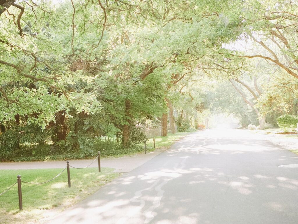 Understanding Protected Trees in Austin and Surrounding Areas