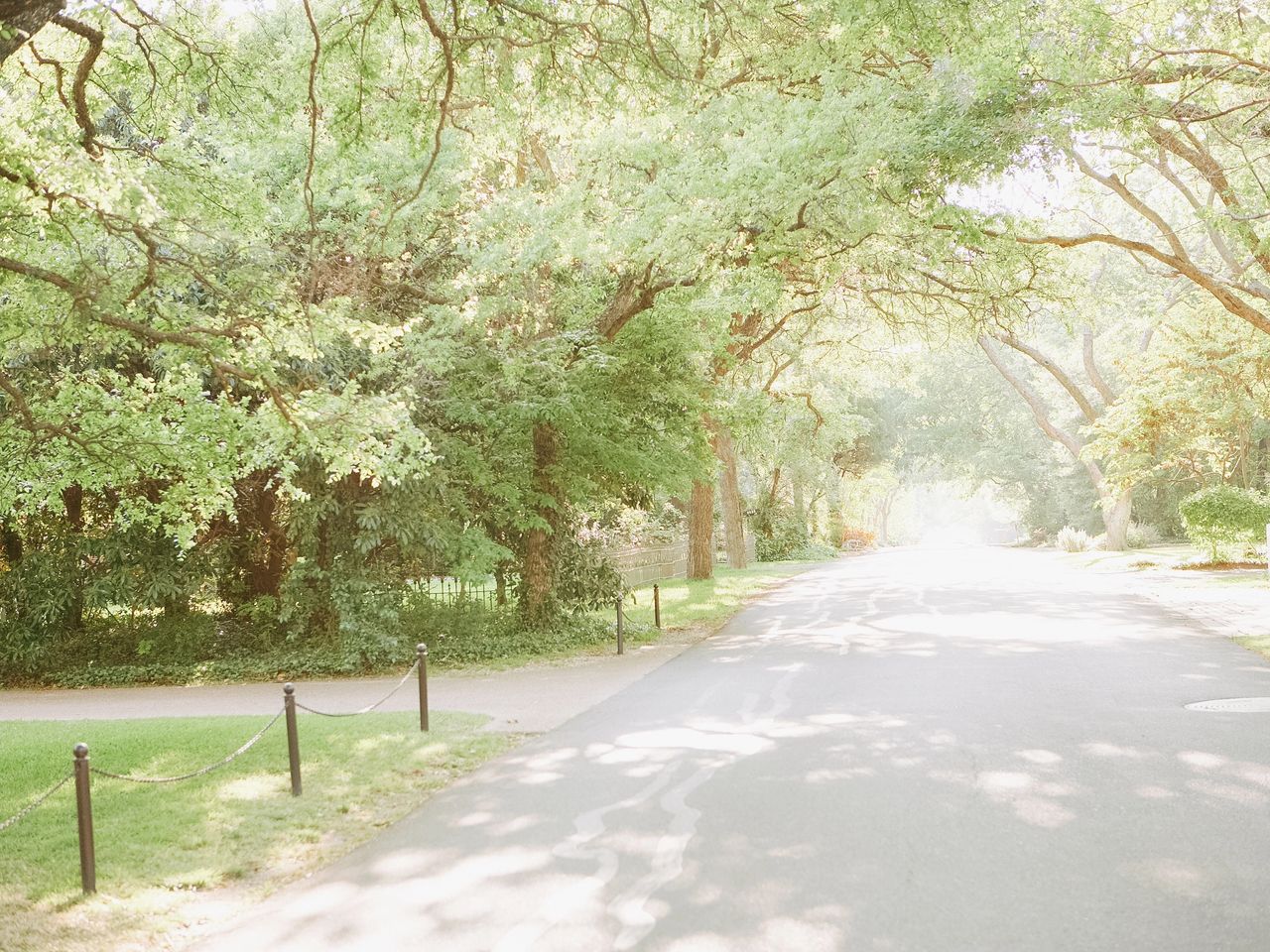 Understanding Protected Trees in Austin and Surrounding Areas