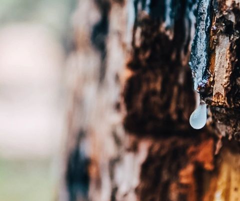 Understanding Sap Rot & Butt Rot