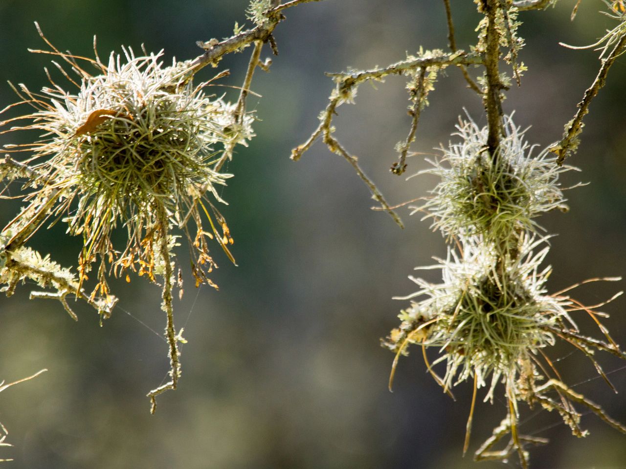 Understanding-the-Debate-Over-Ball-Moss-Removal