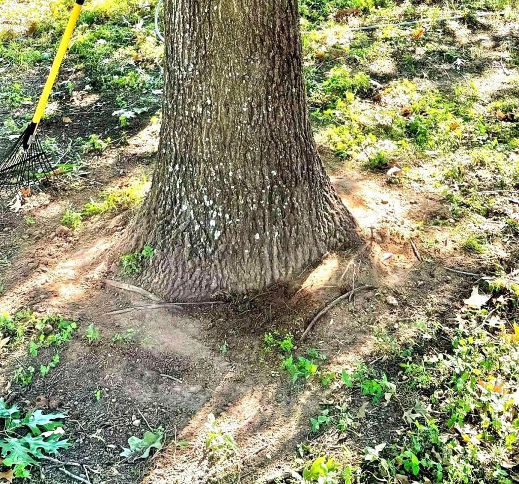 What are Girdling Roots?