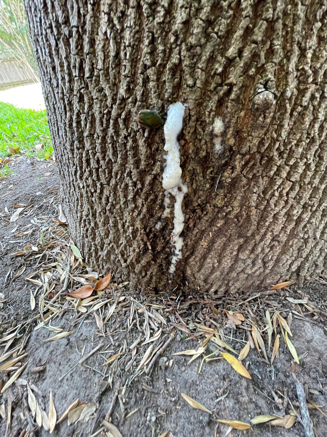 What is Slime Flux?