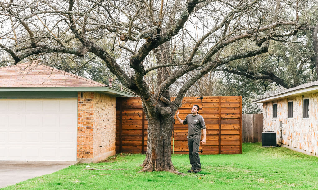 Arborists reviewing tree health at Austin TX residential property