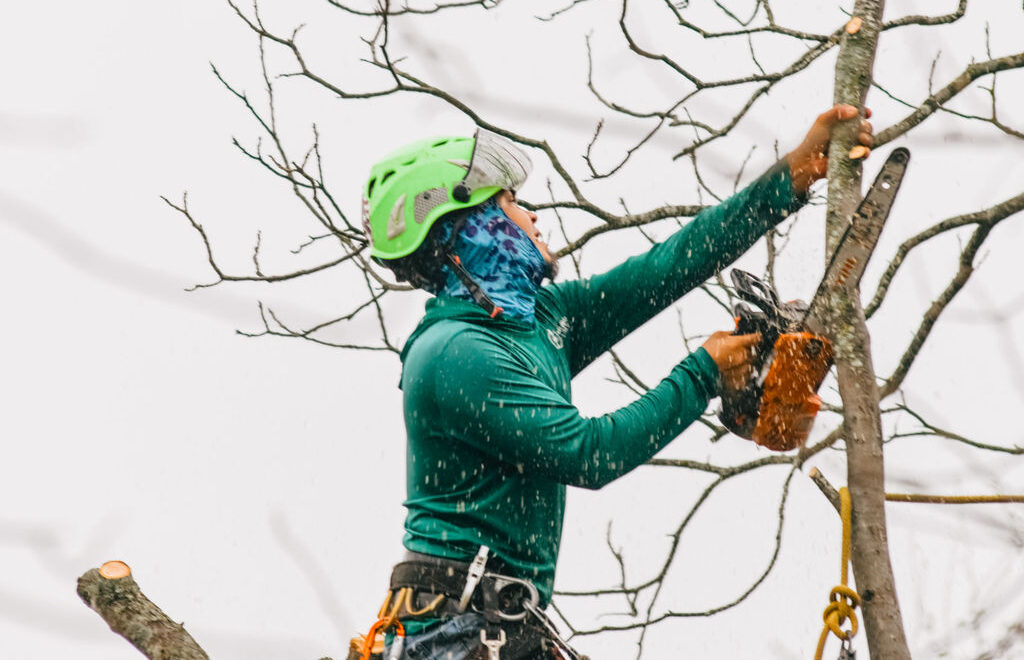 Adam's Apple Tree Service arborist using chainsaw in tree canopy during winter tree removal Austin TX