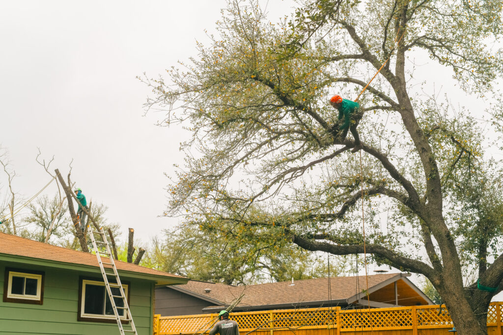 Austin tree service company. Adams Apple tree Service