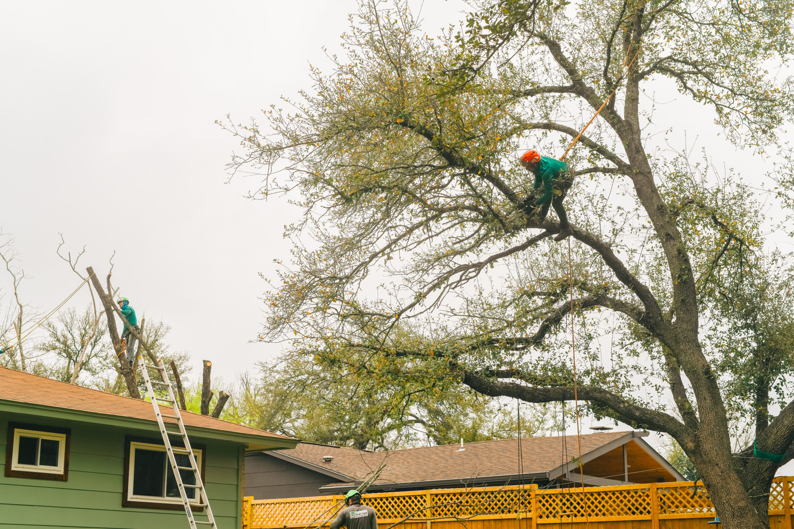Tree Service Austin | Free Quotes In Seconds | Adam's Apple Tree